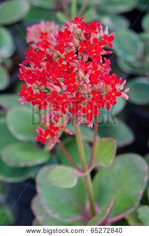 Flaming Katy flower in garden