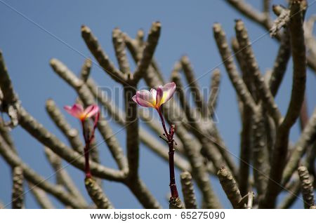 Pink Frangipani On Tree