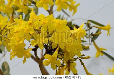 Yellow Cotton Tree