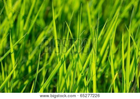 Green Grass