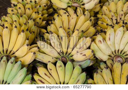 Musa Sapientum Banana