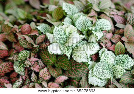 Episcia Leaf Background