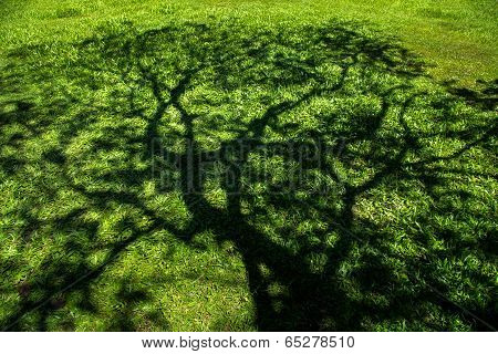Tree On Green