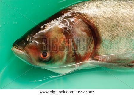 Fiska Silver karp hypophthalmichthys Molitrix i vatten