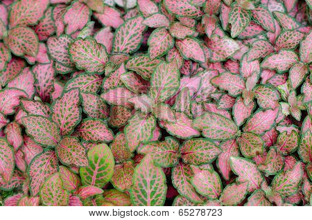 Episcia Leaf Background