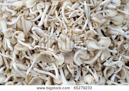 Lentinus Squarrosulas Mont