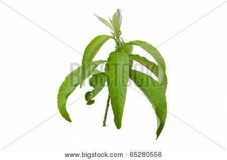 Ngai Camphor Isolated On White Background