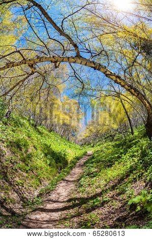 Green Forest