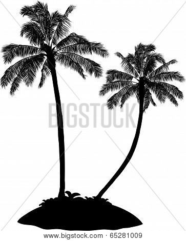 Palm Tree Silhouette On White