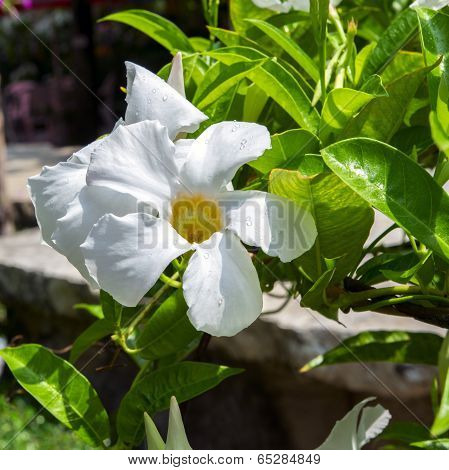 Allamanda