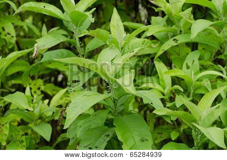 Ngai Camphor (the Herb Is Used To Extract Camphor)