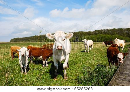 Cattle At A Pastureland