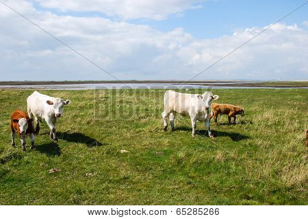 Cattle At Spring