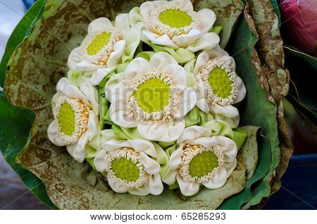 Beautiful Folding Lotus Wrapped In Lotus Leaf.