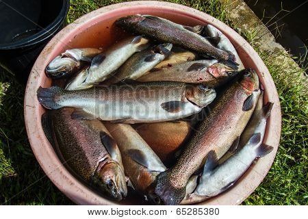 Rainbow Trout