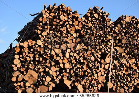 Wood