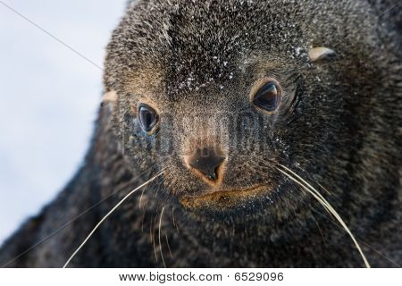 traurig Seebär