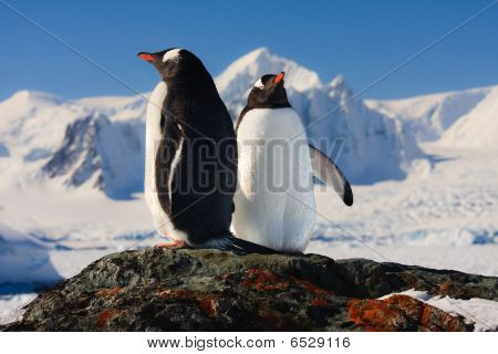 zwei Penguins träumen