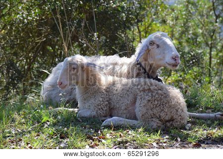 Sheep and lamb