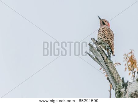 Northern Flicker