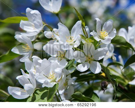 Apple Blossom