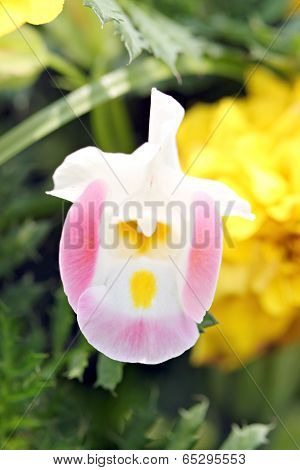 Pink Parrot Flower.
