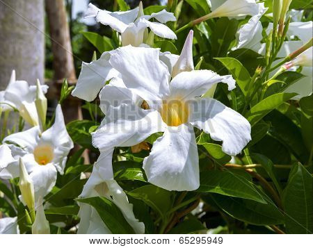 Allamanda Flowers