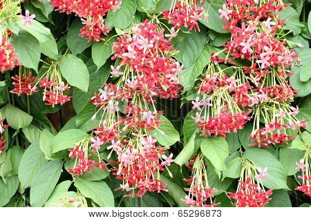 Drunen Sailor Or Rangoon Creeper Flower.