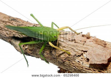 Green grasshopper perched on a branch
