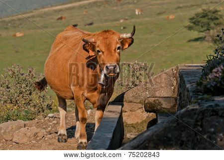 Cow