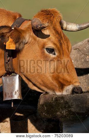 Cow