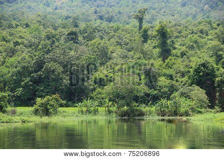 Water, Forest Canopy.