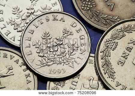 Coins of Croatia. Degenia (Degenia velebitica) depicted in the Croatian 50 lipa coin.