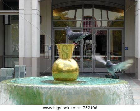 Birds