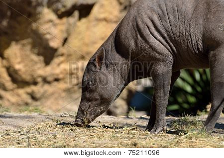 Babirusa Wild Pig