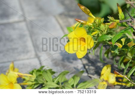 Allamanda Cathartica