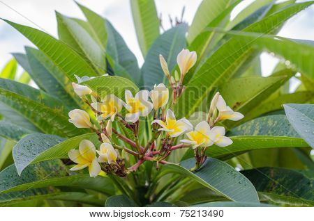 Frangipani, Plumeria Blooming, Templetree.