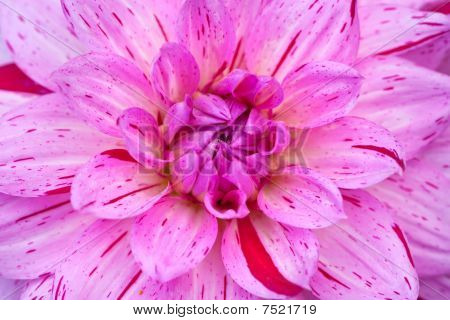 Makro visning af Pink blomst Dahlia