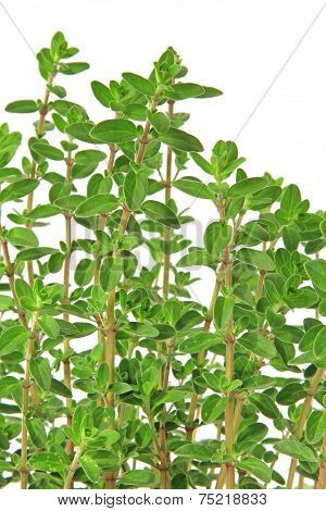 Marjoram (Origanum Majorana)