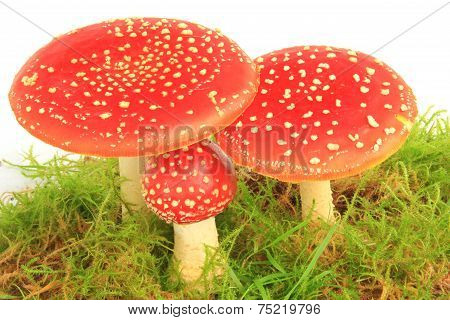 Fly Agaric Mushrooms (Amanita Muscaria)