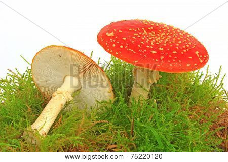 Fly Agaric Mushrooms (Amanita Muscaria)
