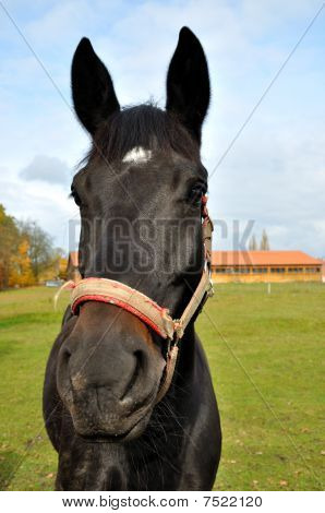 Hors nero