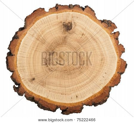 Cut Of Tree