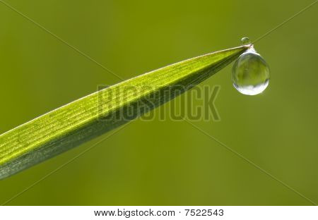 Gota de rocío