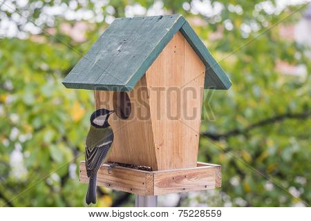 Birds Titmouse