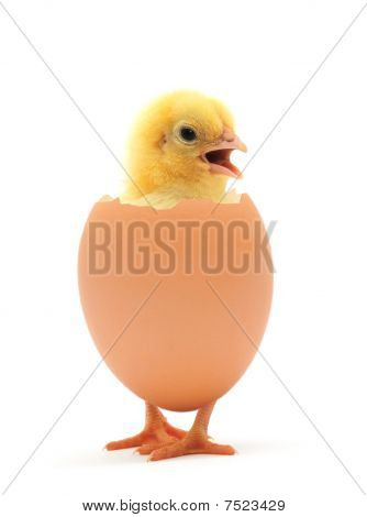Pollo