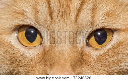 Close-up of Orange cat with orange eyes