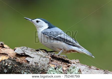 Fall Nuthatch