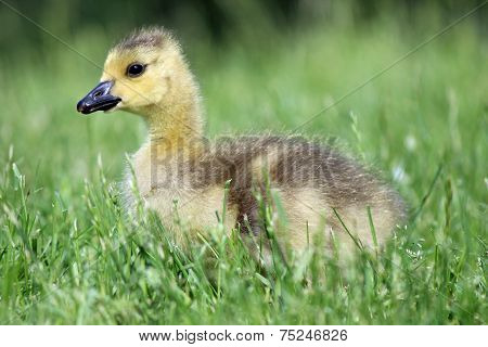 Gosling Sitting in the Grass