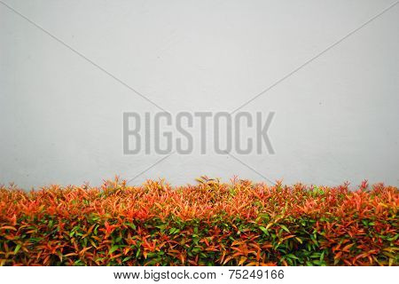 Walls and Trees